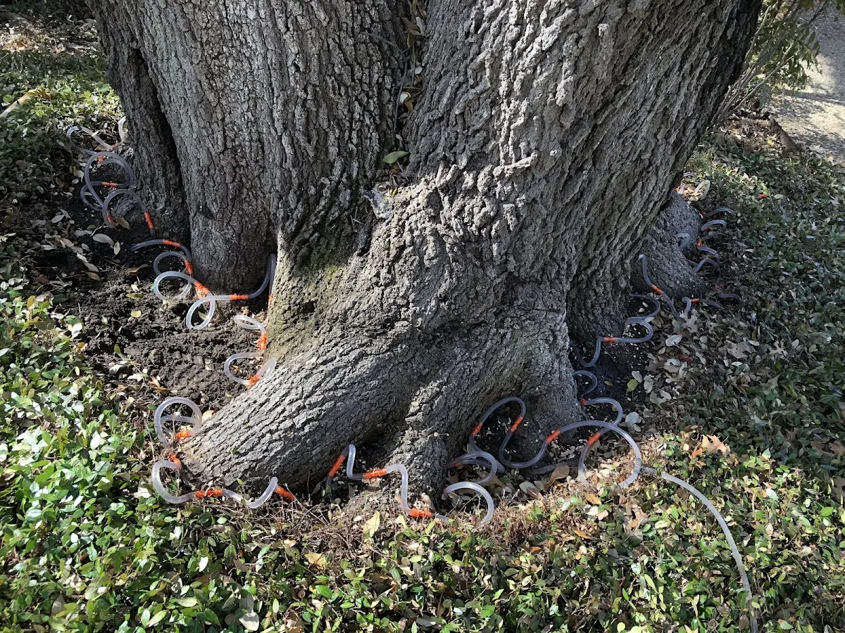 Detailed Tree Cabling and Bracing job site in Ashville