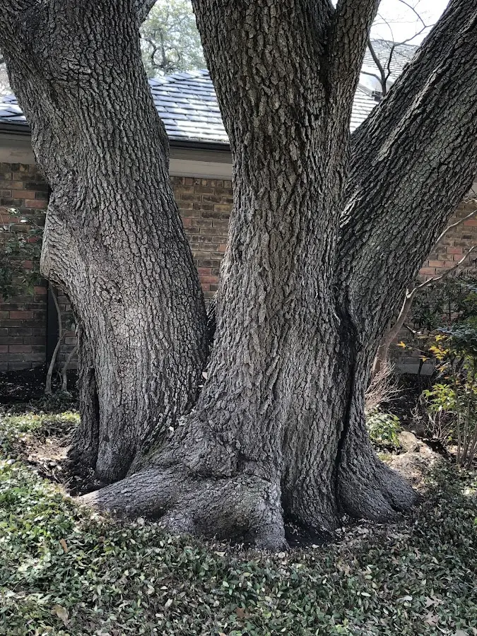 Mature heritage tree close to a Ashville property cared for by certified arborists
